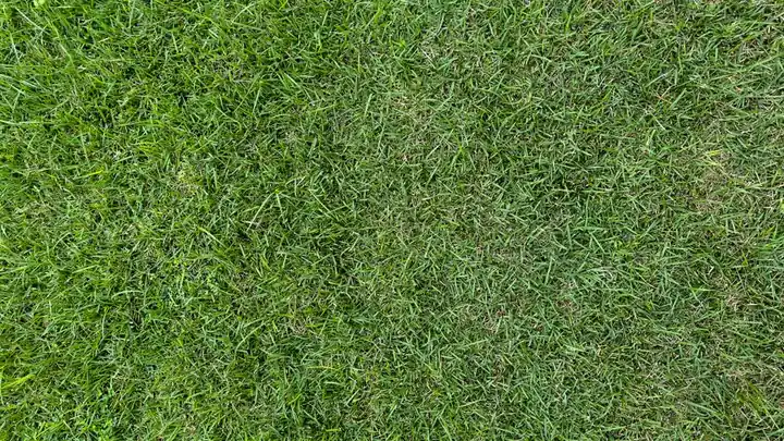A high-quality top-down view of a lush green grass lawn, perfect for backgrounds.