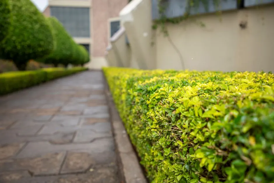 A tranquil stone pathway lined with vibrant green hedges in an urban garden.