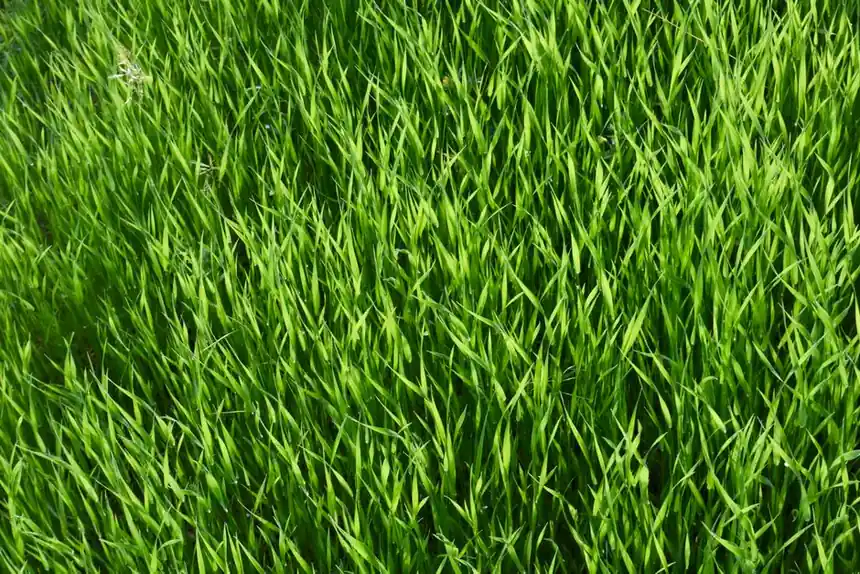 A vibrant close-up of lush green grass in Ankara, perfect for nature themes.