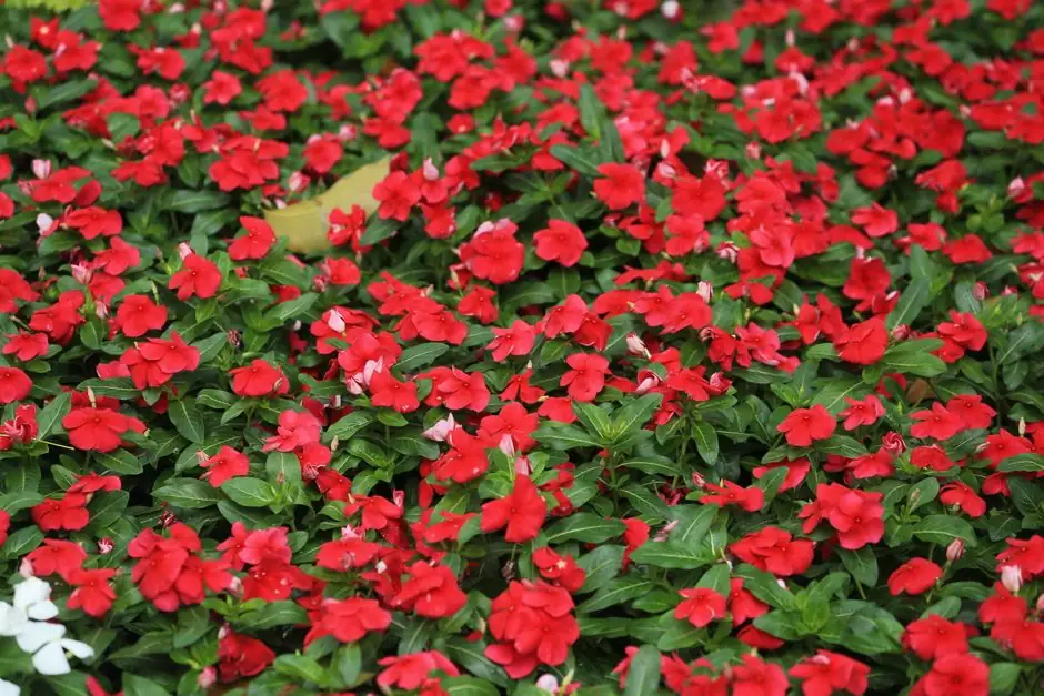 A vibrant display of red impatiens flowers in a lush garden setting, showcasing natural beauty.