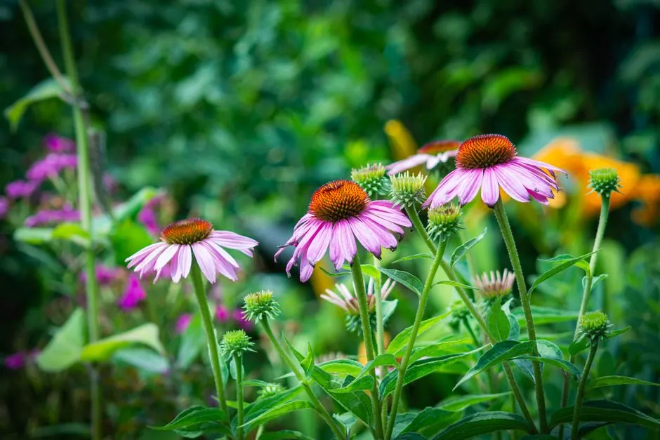 Beautiful close-up of vibrant coneflowers in a lush summer meadow, showcasing nature's colorful bounty.