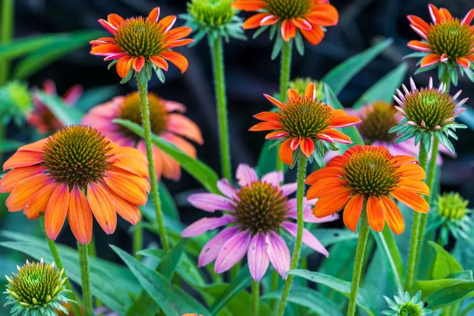 Colorful echinacea flowers in full bloom with orange and purple petals.