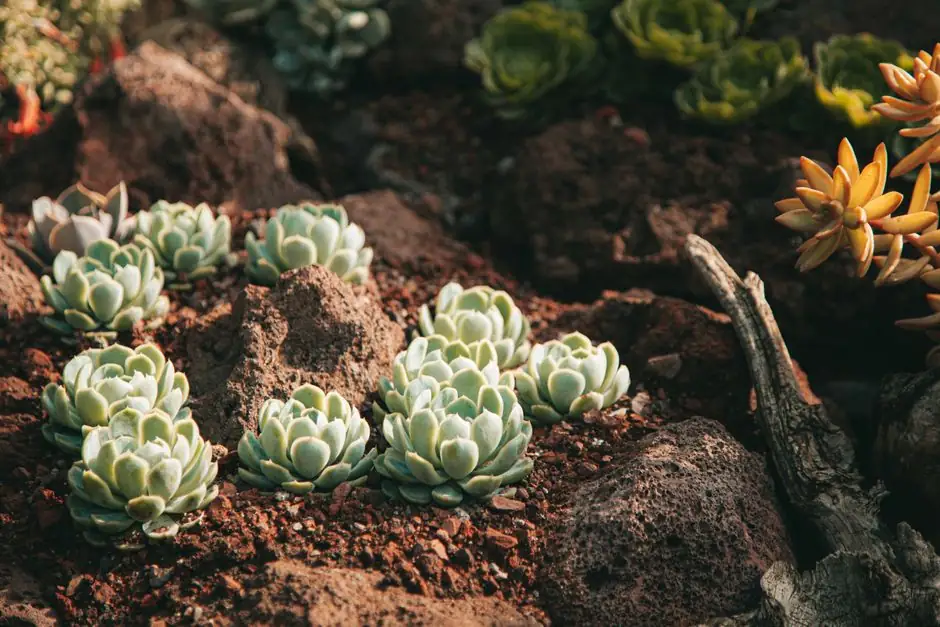 Vibrant succulents thriving among stones in a sunlit outdoor garden.